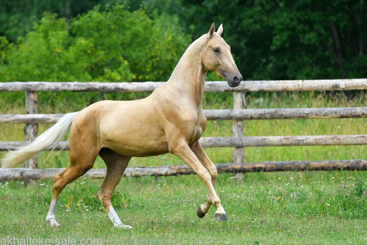 Ахалтекинская лошадь