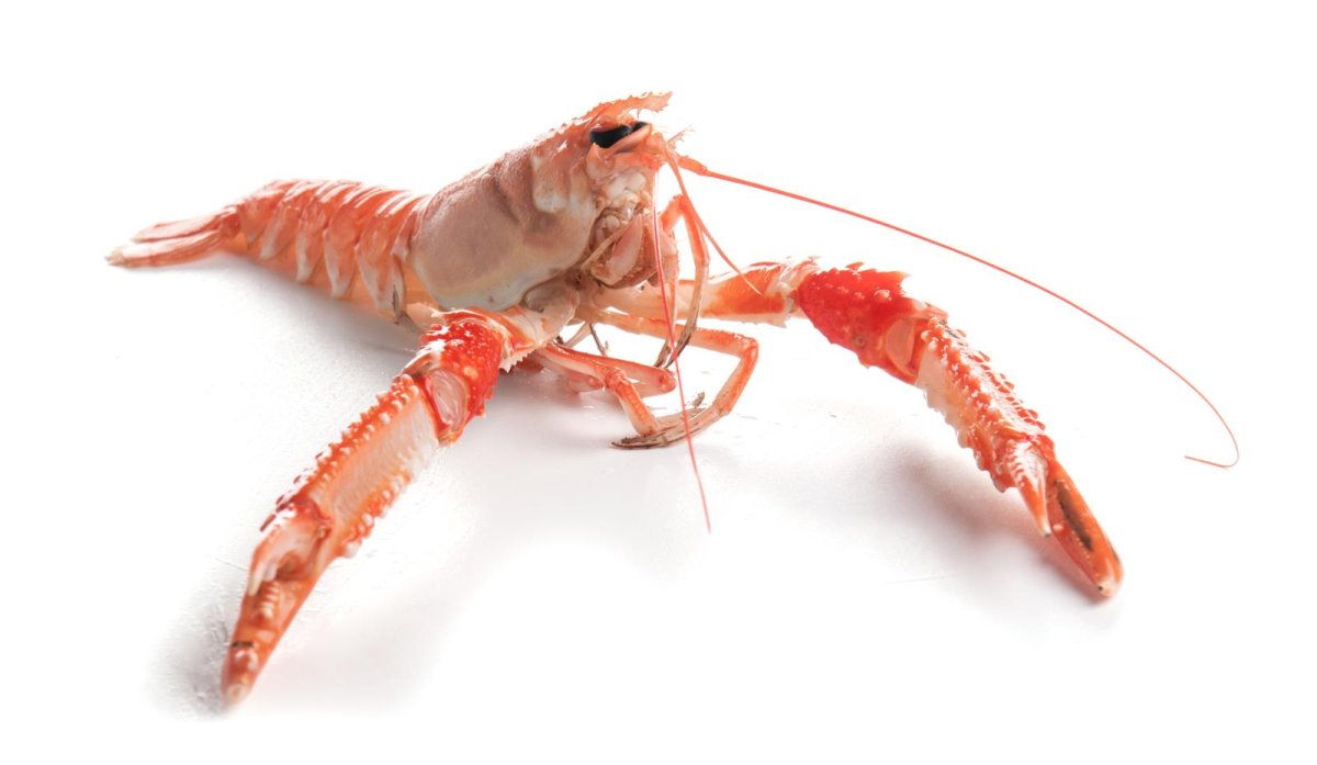 Креветка лангустин l1 10/20