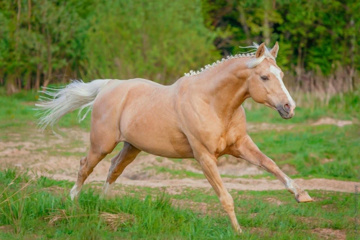 Соловая масть Мустанг