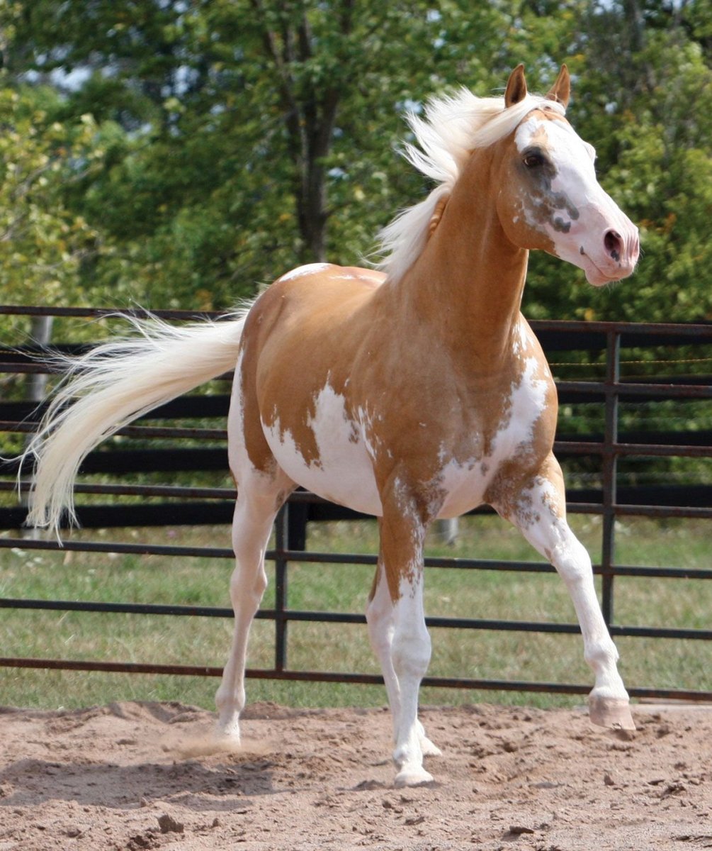Лошадь Пинто Сабино