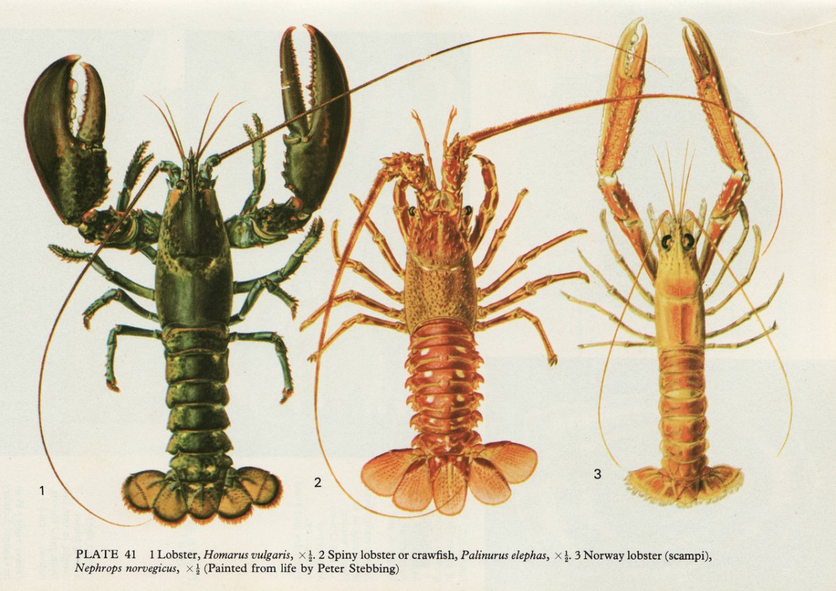 Лобстер Омар лангуст отличие