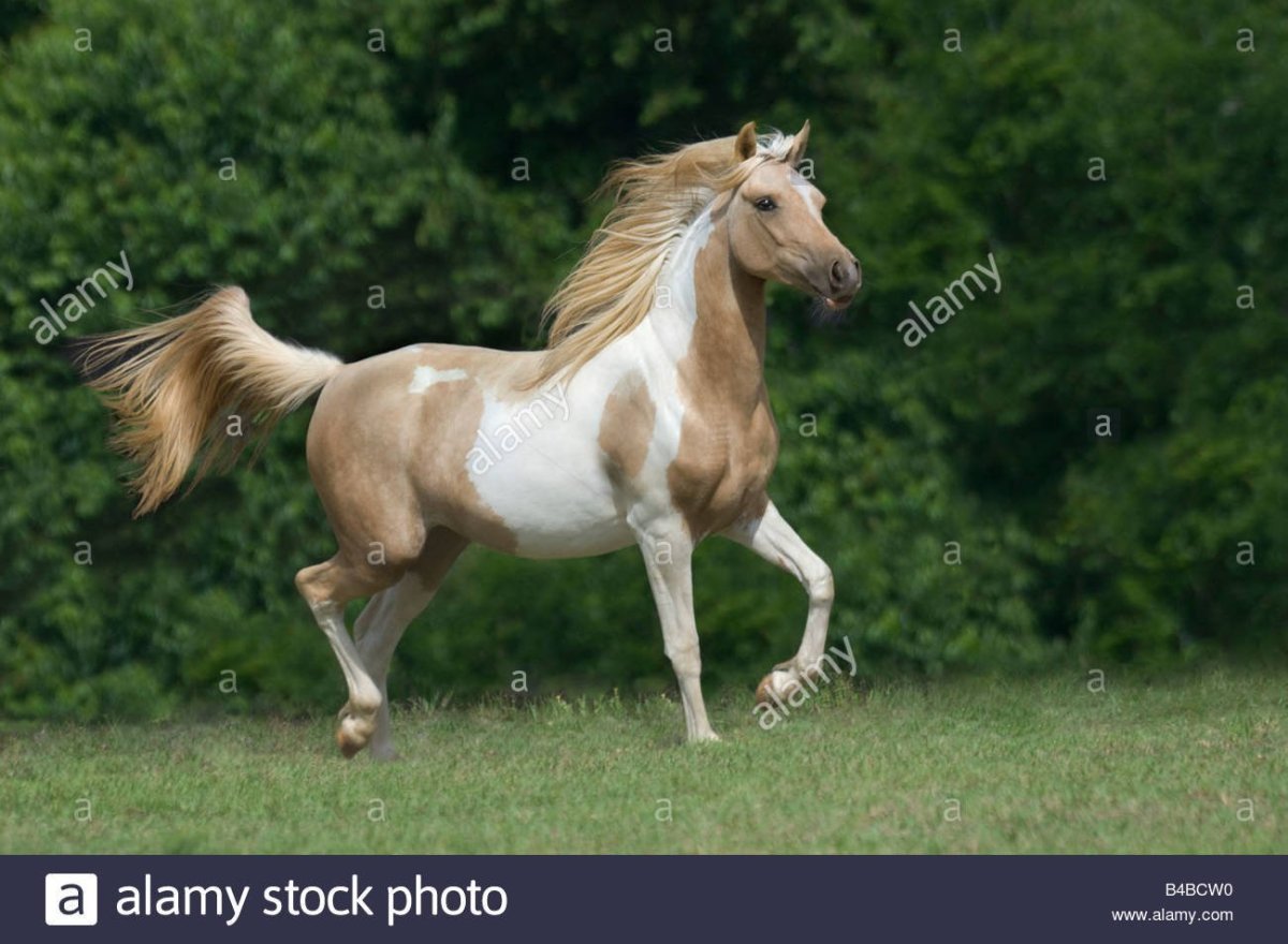 Пинто масть лошади