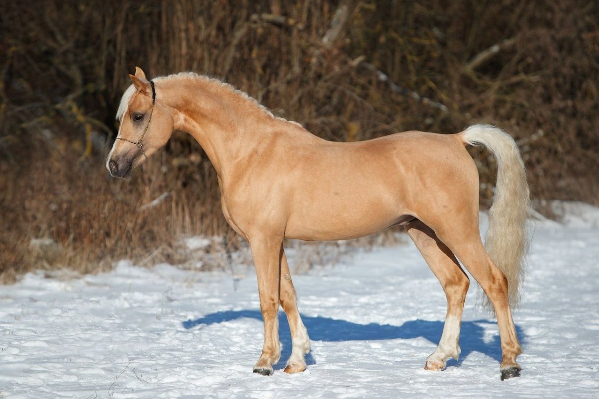 Уэльский горный пони