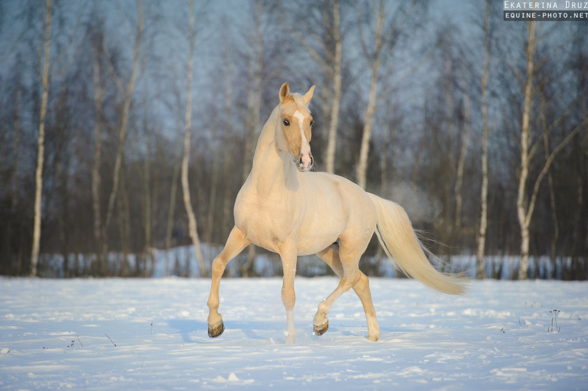 Буланая масть лошади