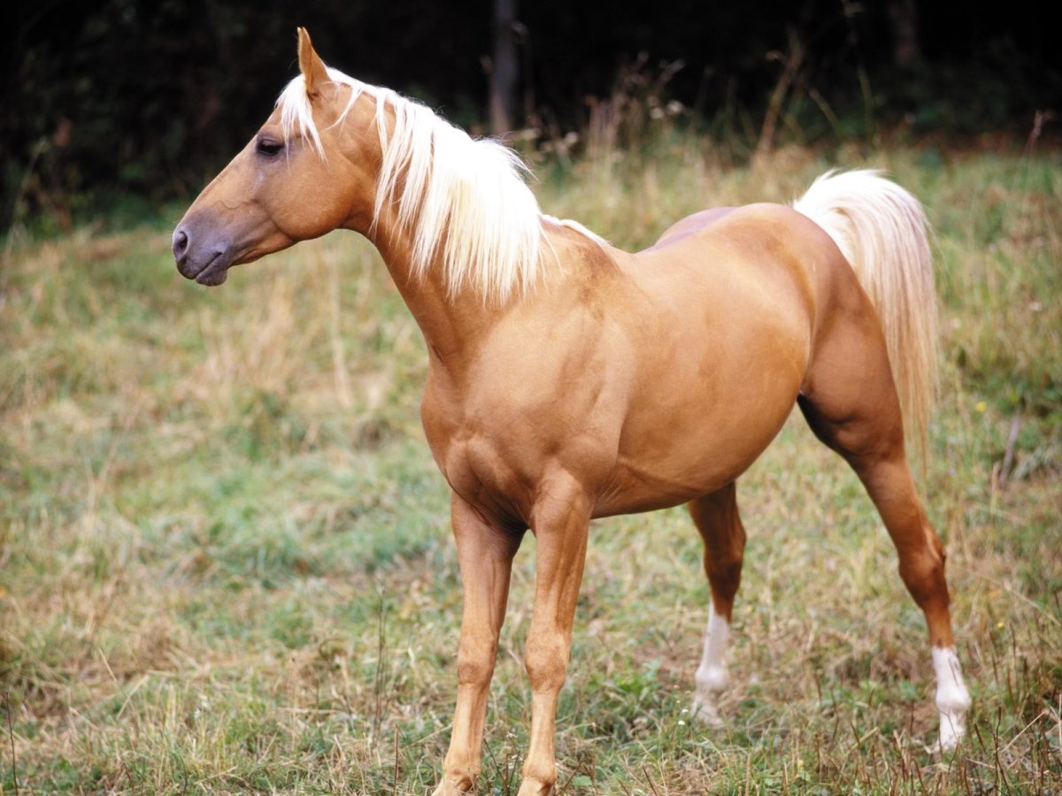 Светло Соловая масть лошади