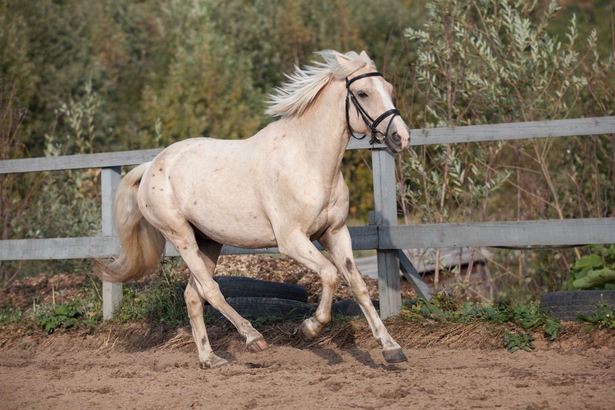 Соловая (Паломино) масть лошади
