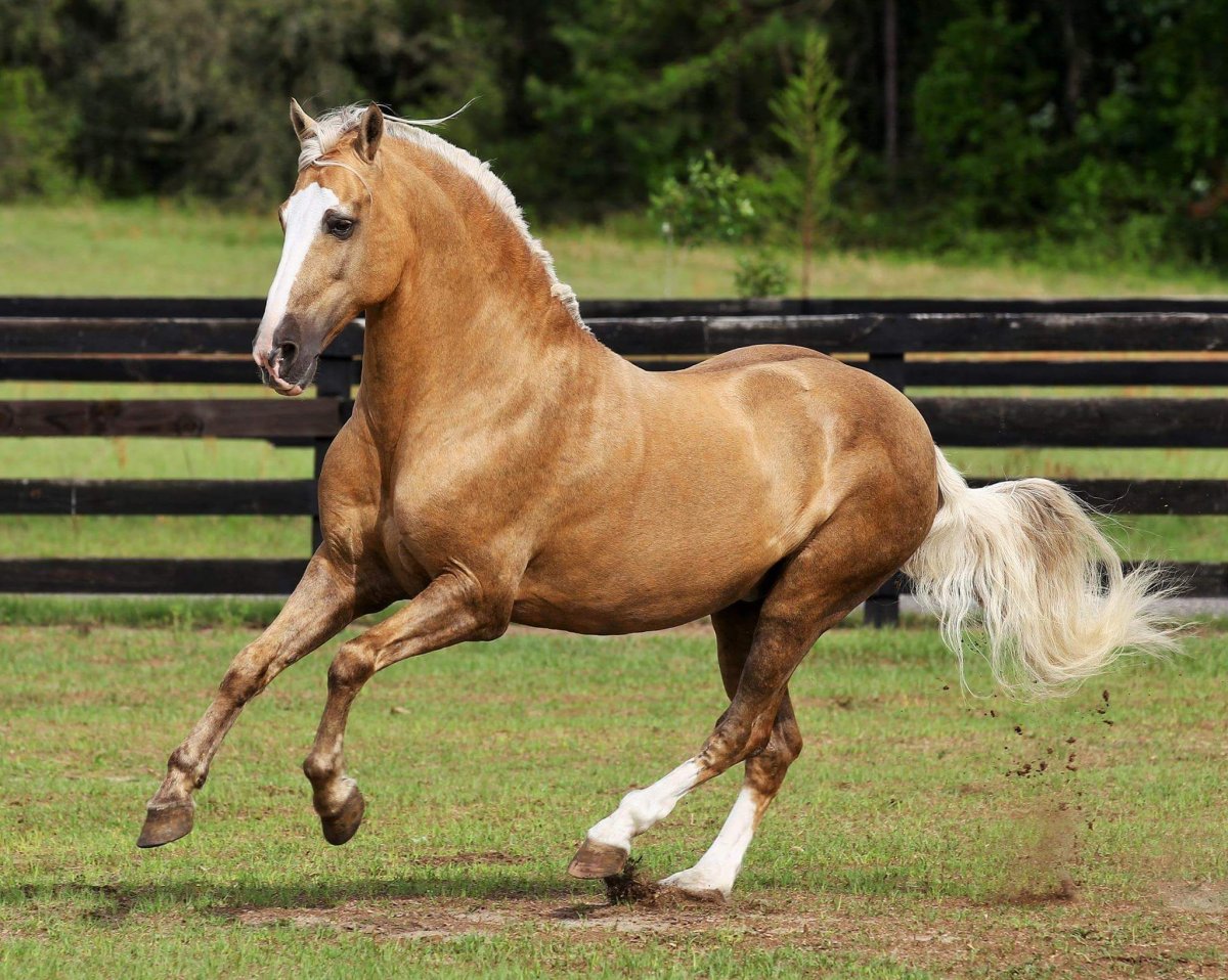 Андалузская порода Паломино