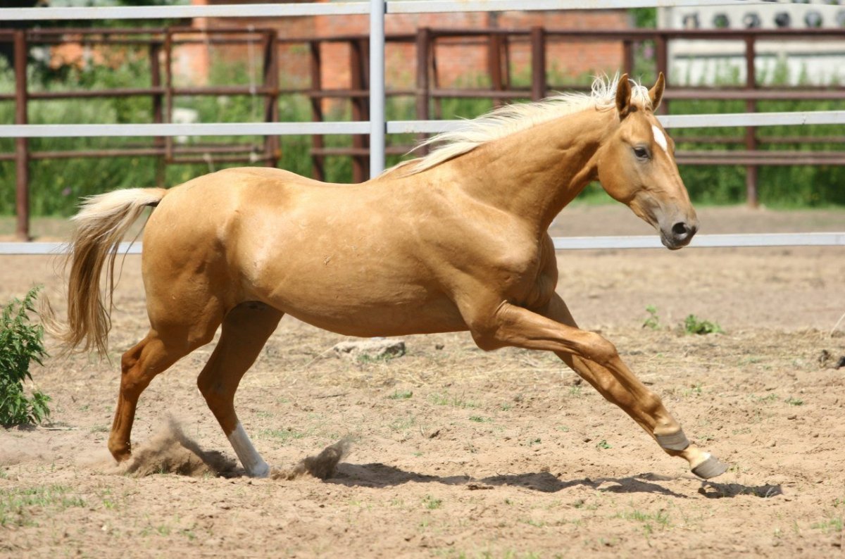Ахалтекинская порода лошадей Соловая масть