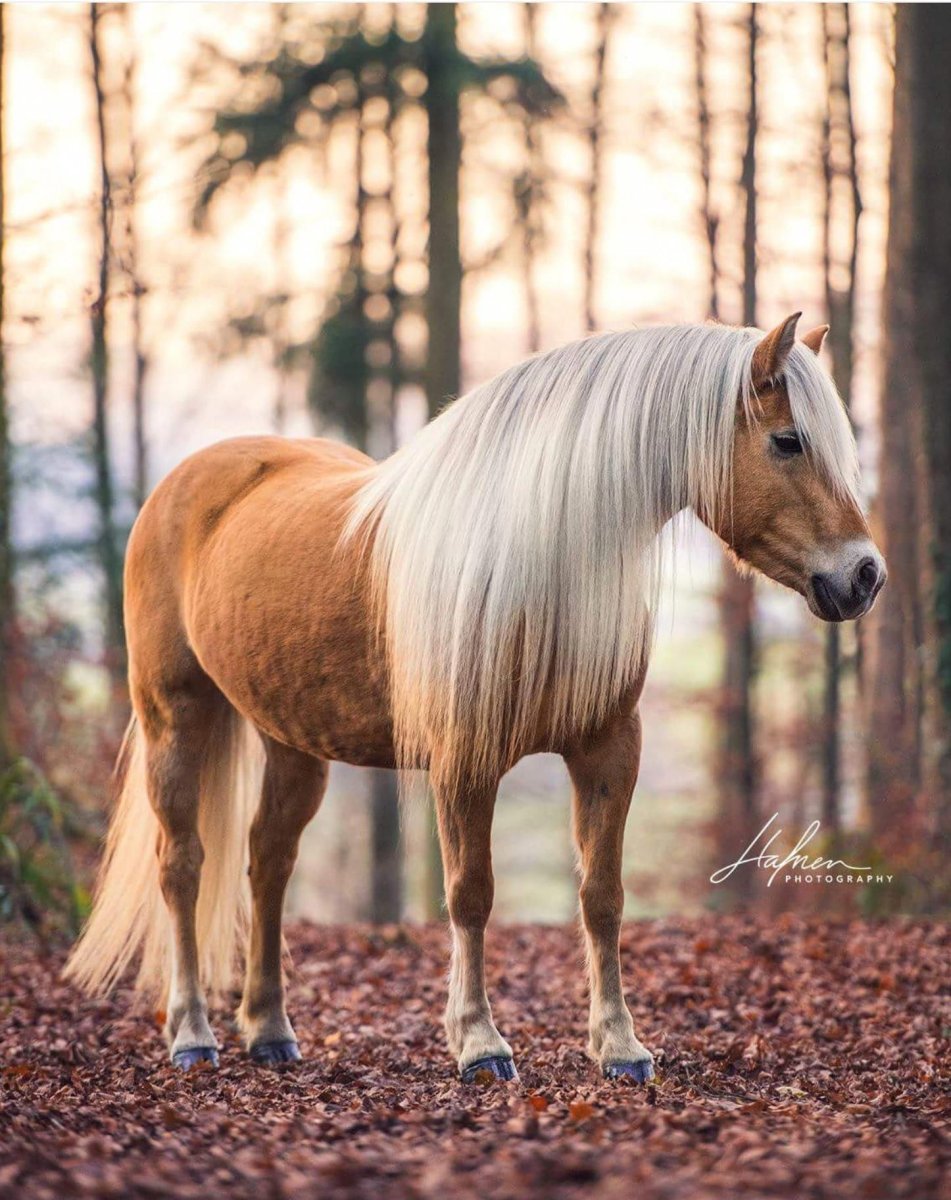 Хафлингер игреневой масти