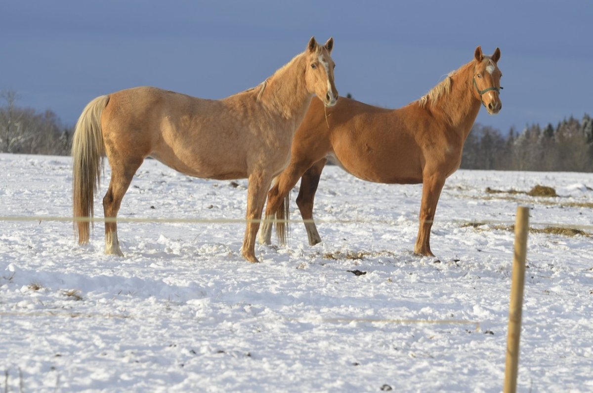 Светло Соловая масть