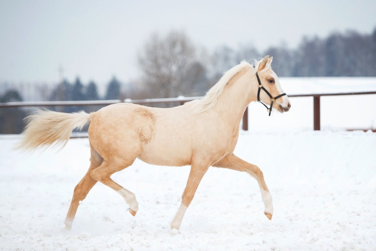 Уэльский верховой пони