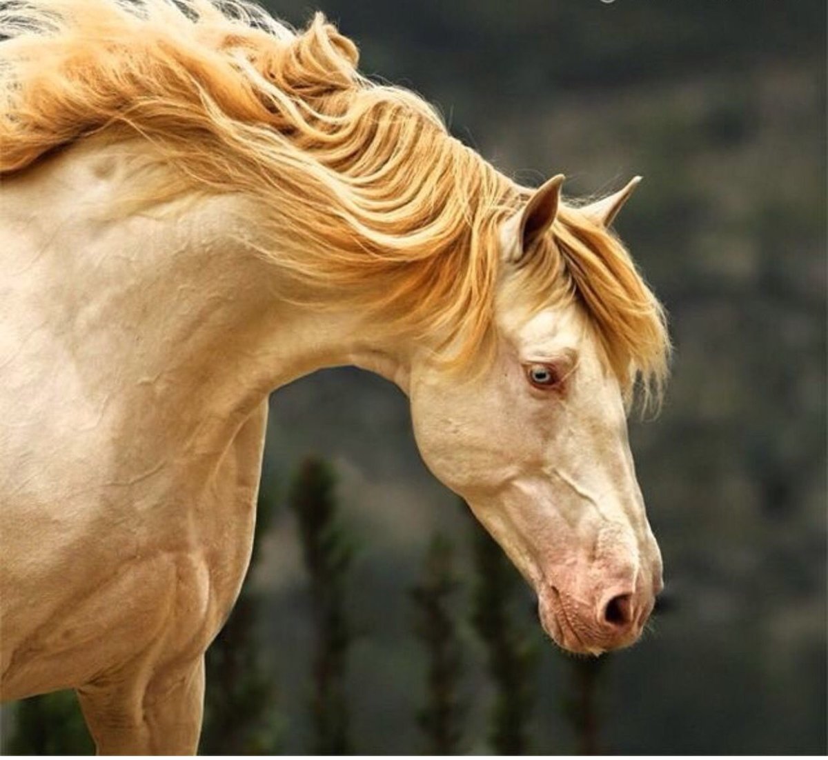 Андалузская Соловая