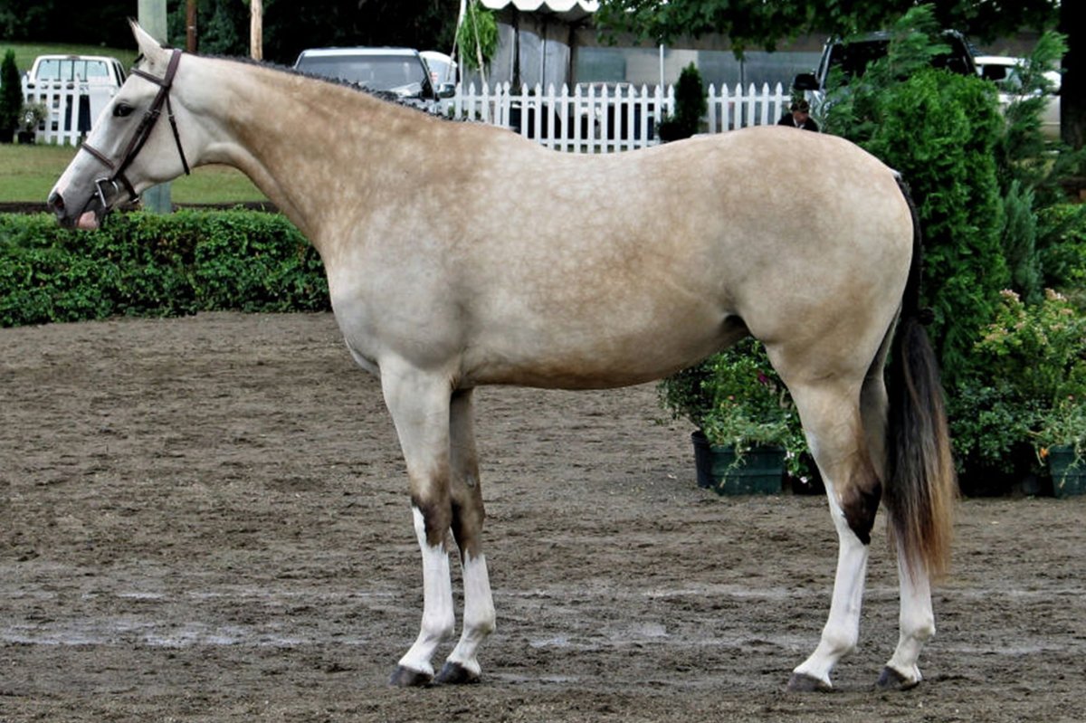 Серебристо Соловая масть лошади