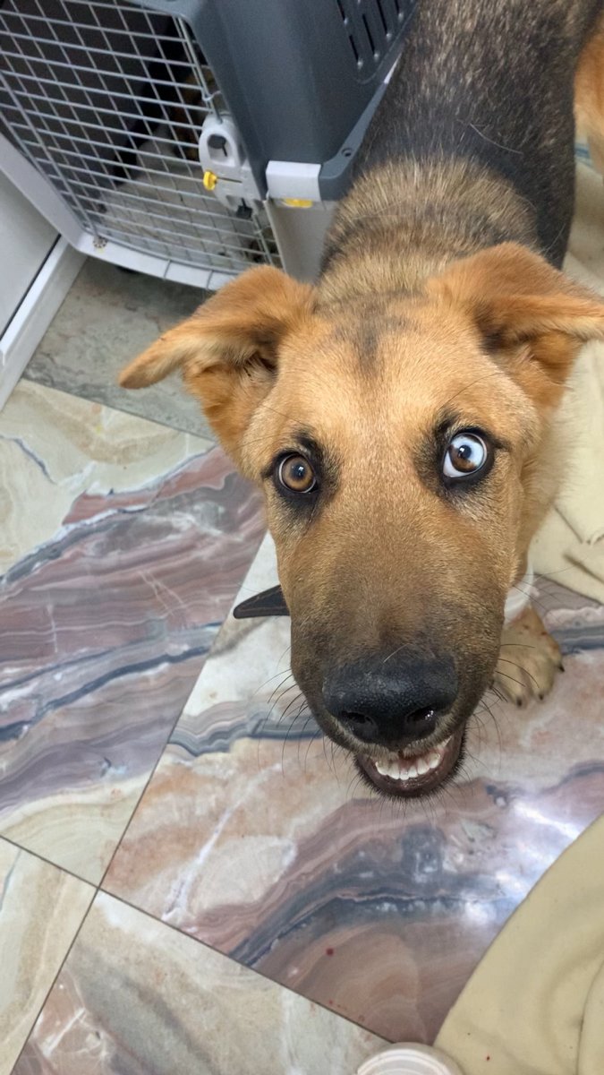 Найдена собака Щукинская