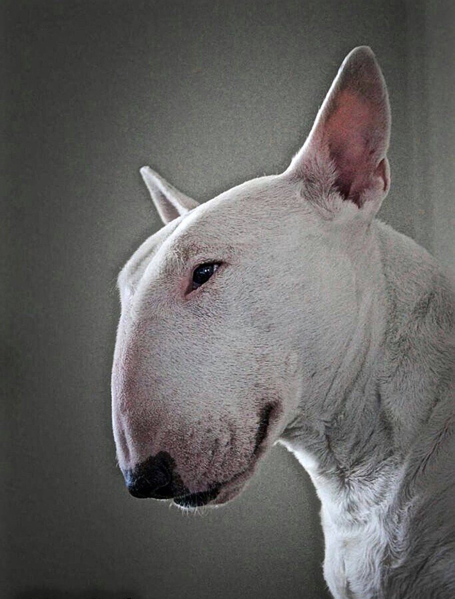 Бультерьер Бойцовый