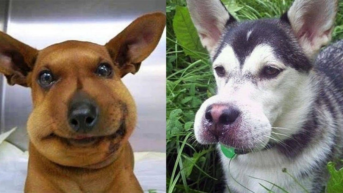 Собаку ужалила Оса в нос