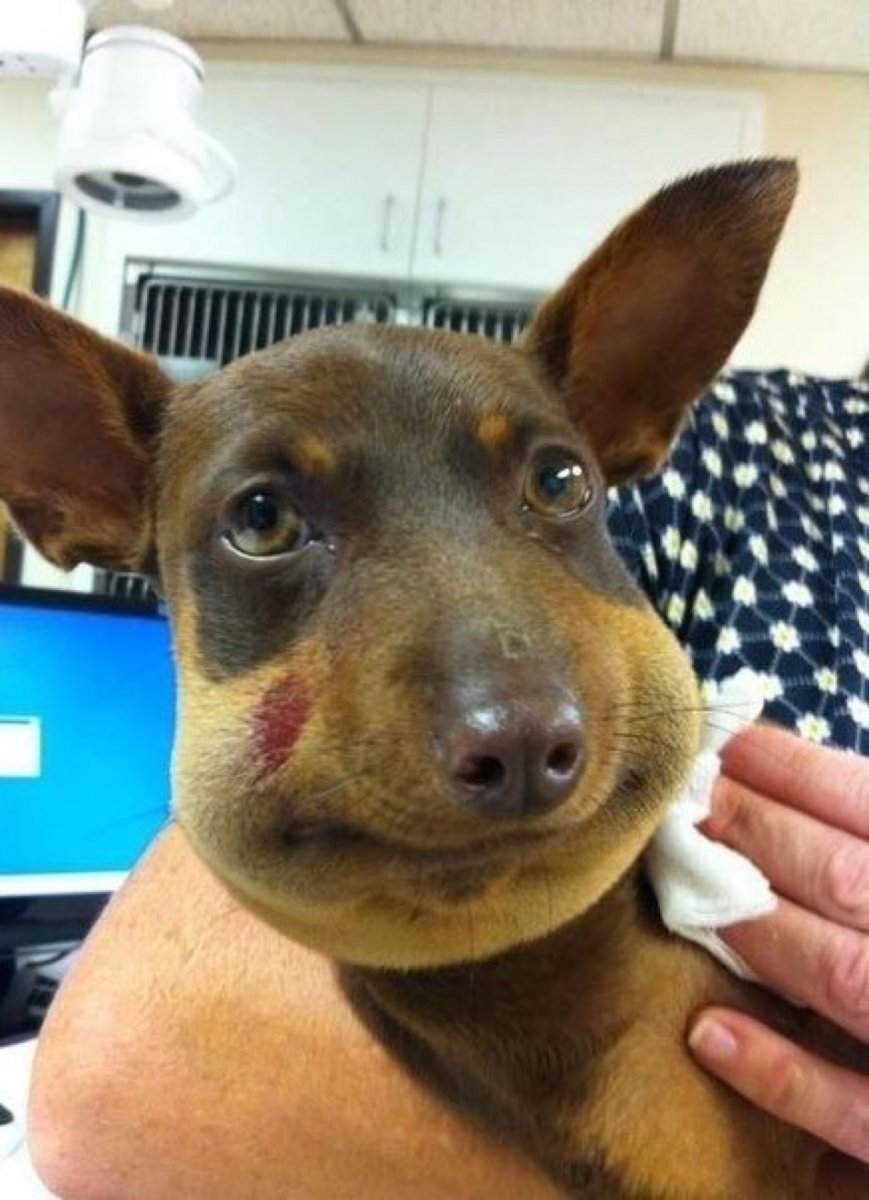 Собаку ужалила пчела