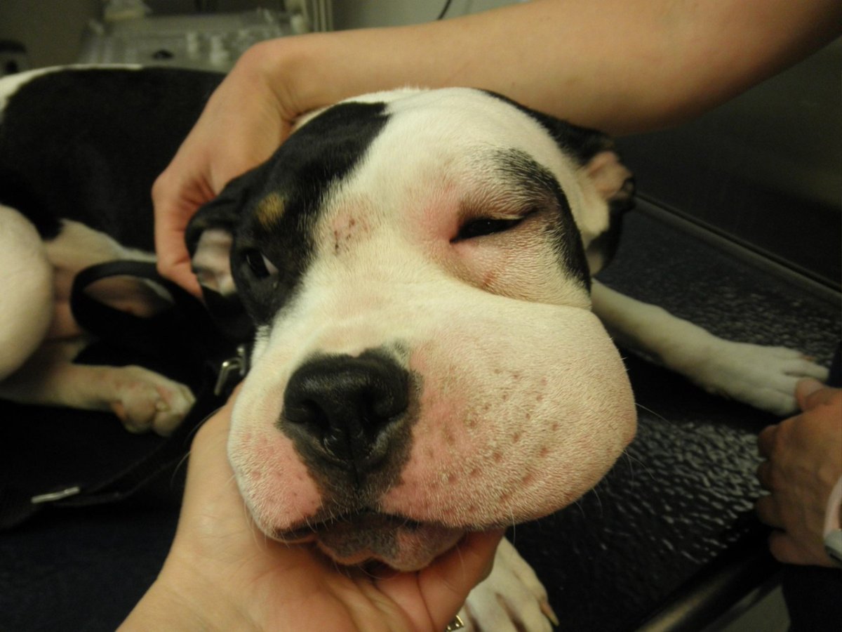 Собаку покусали осы