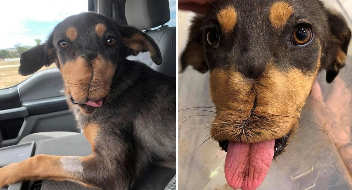 Собачий нос