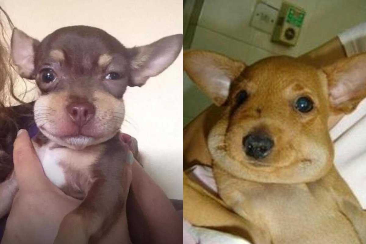 Собаку укусила Оса