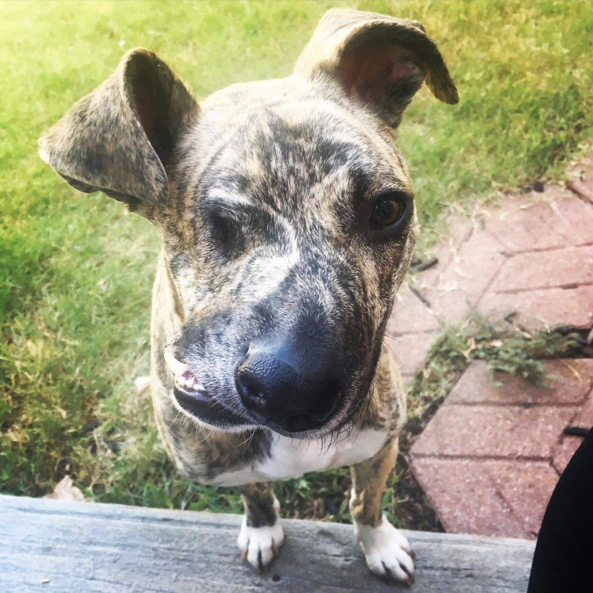 Собака с перекошенной мордой