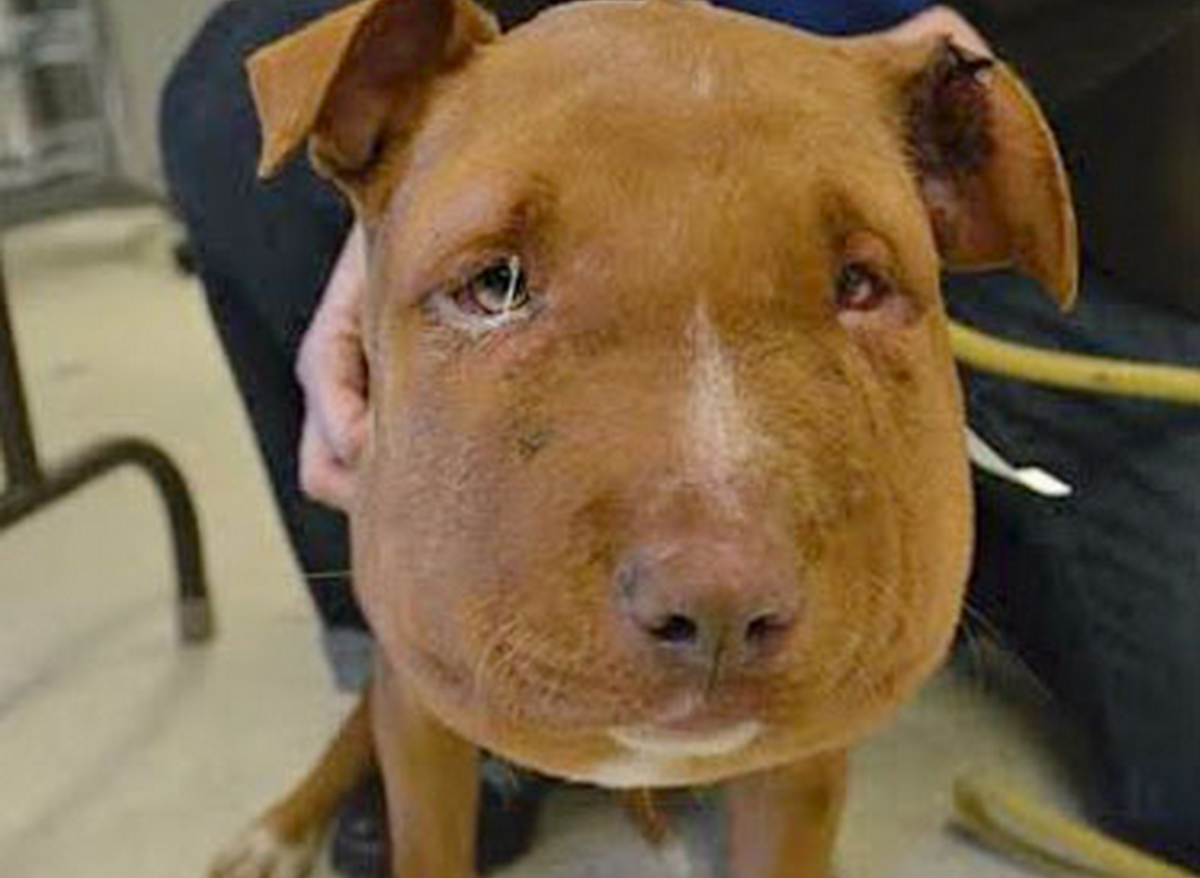 Бультерьер укусила пчела