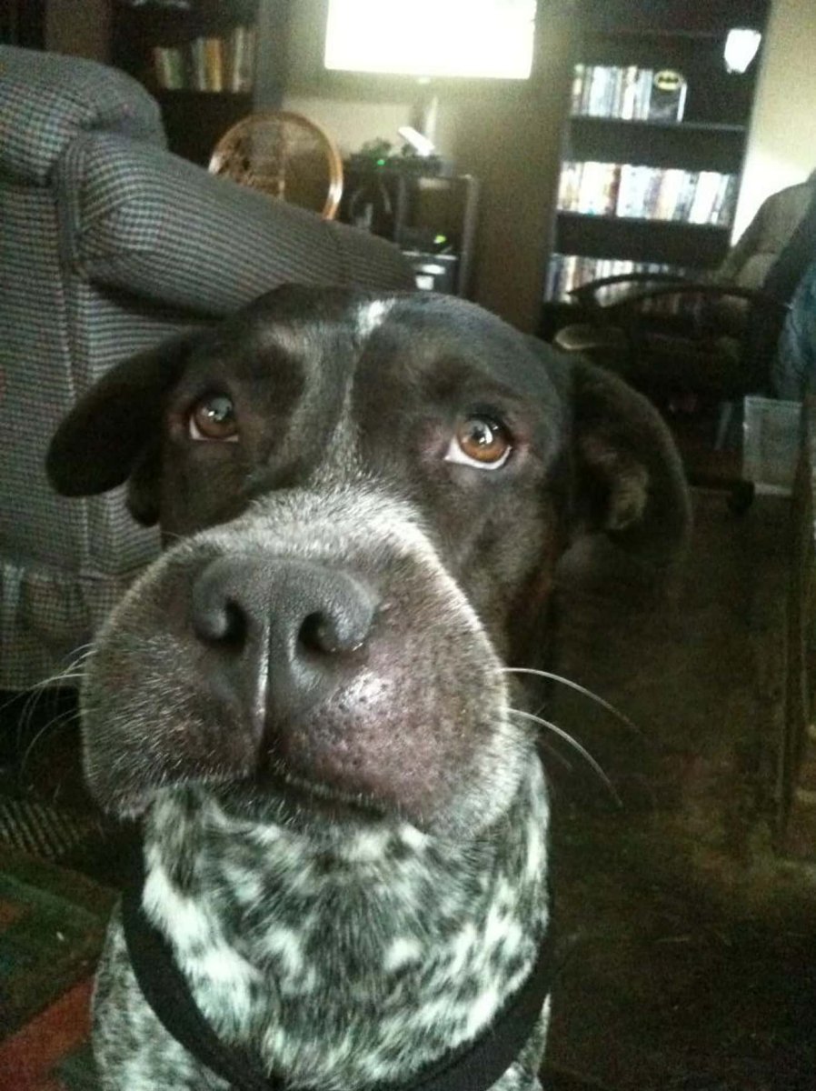 Собаку покусали пчелы