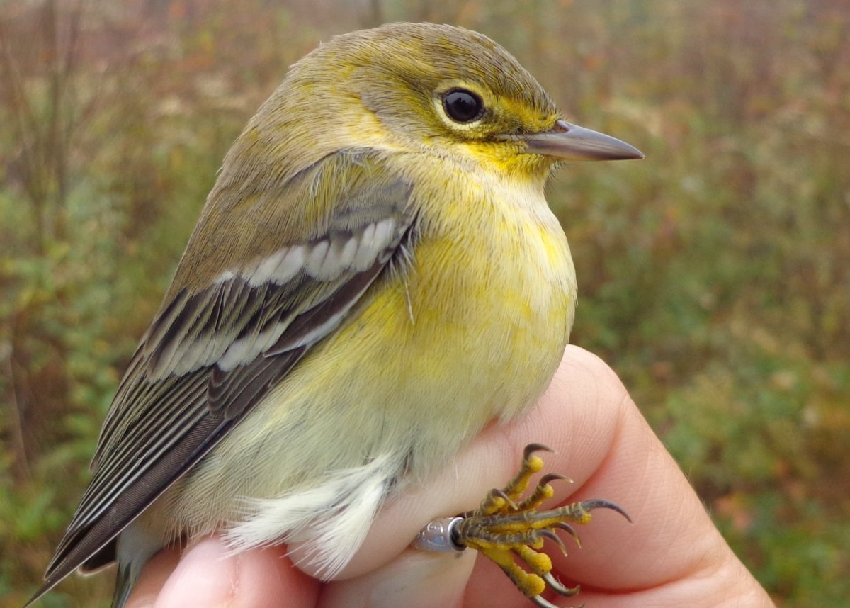 Синица зеленушка