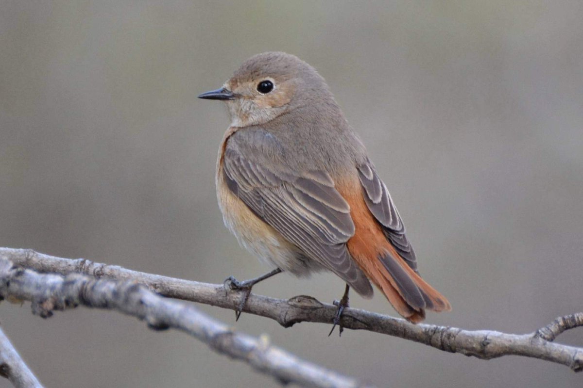 Сибирская горихвостка самка