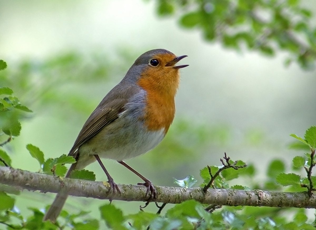 Зарянка Зорянка