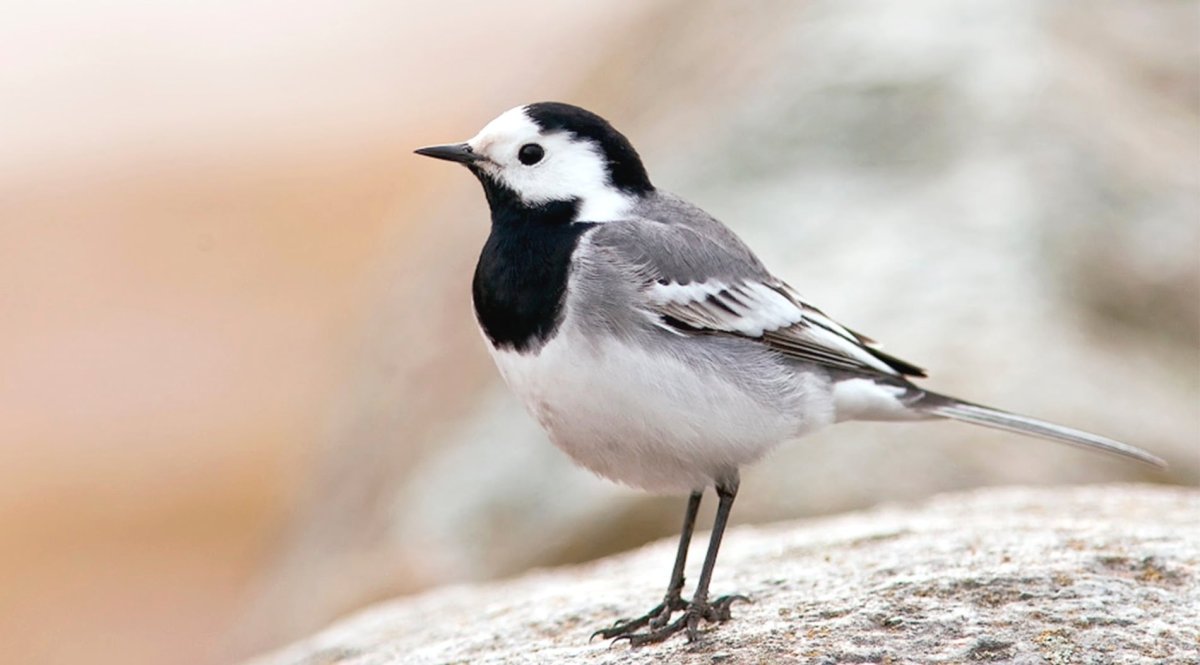 Птичка белая трясогузка