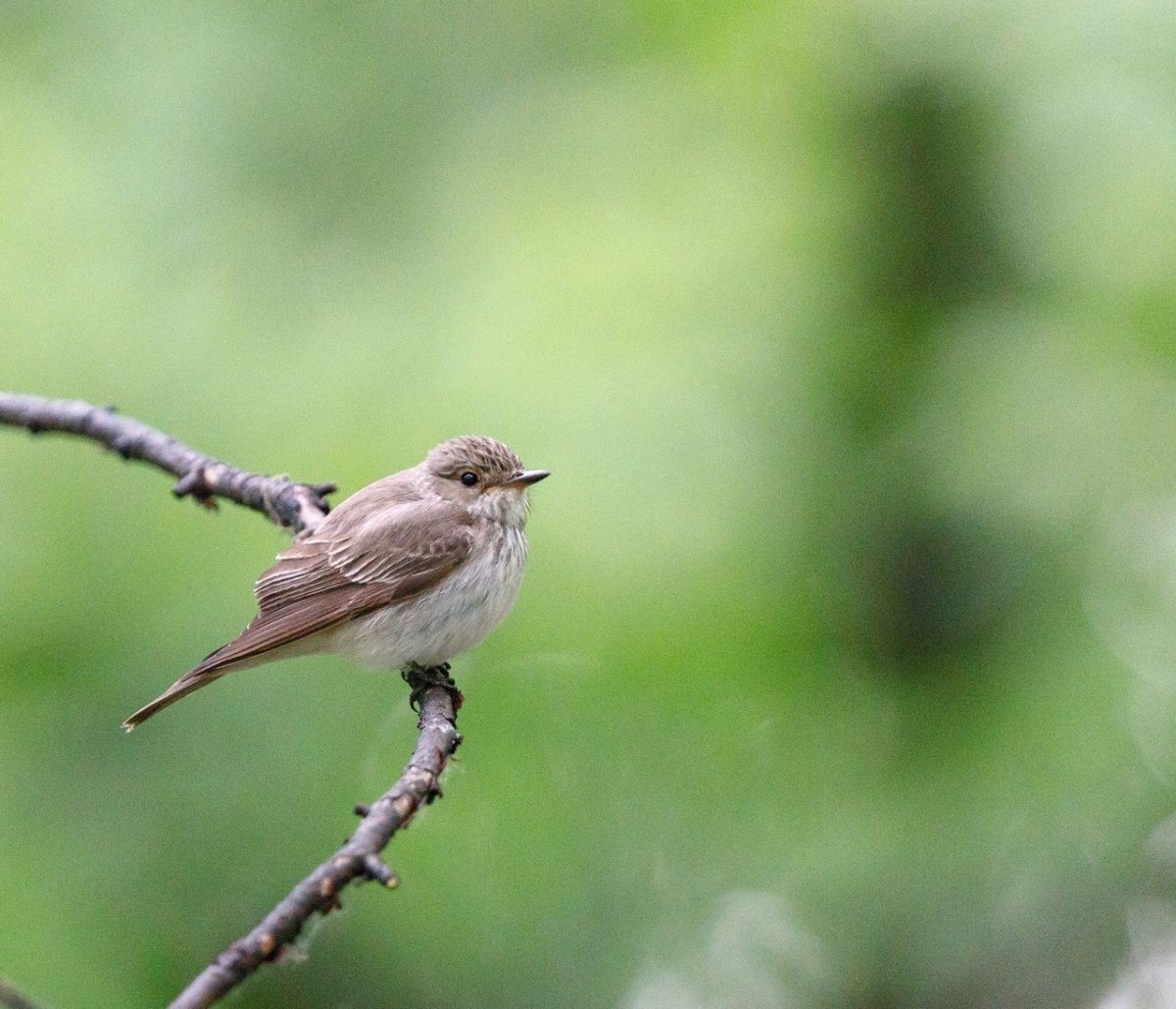 Маленькая серая птичка с белым брюшком