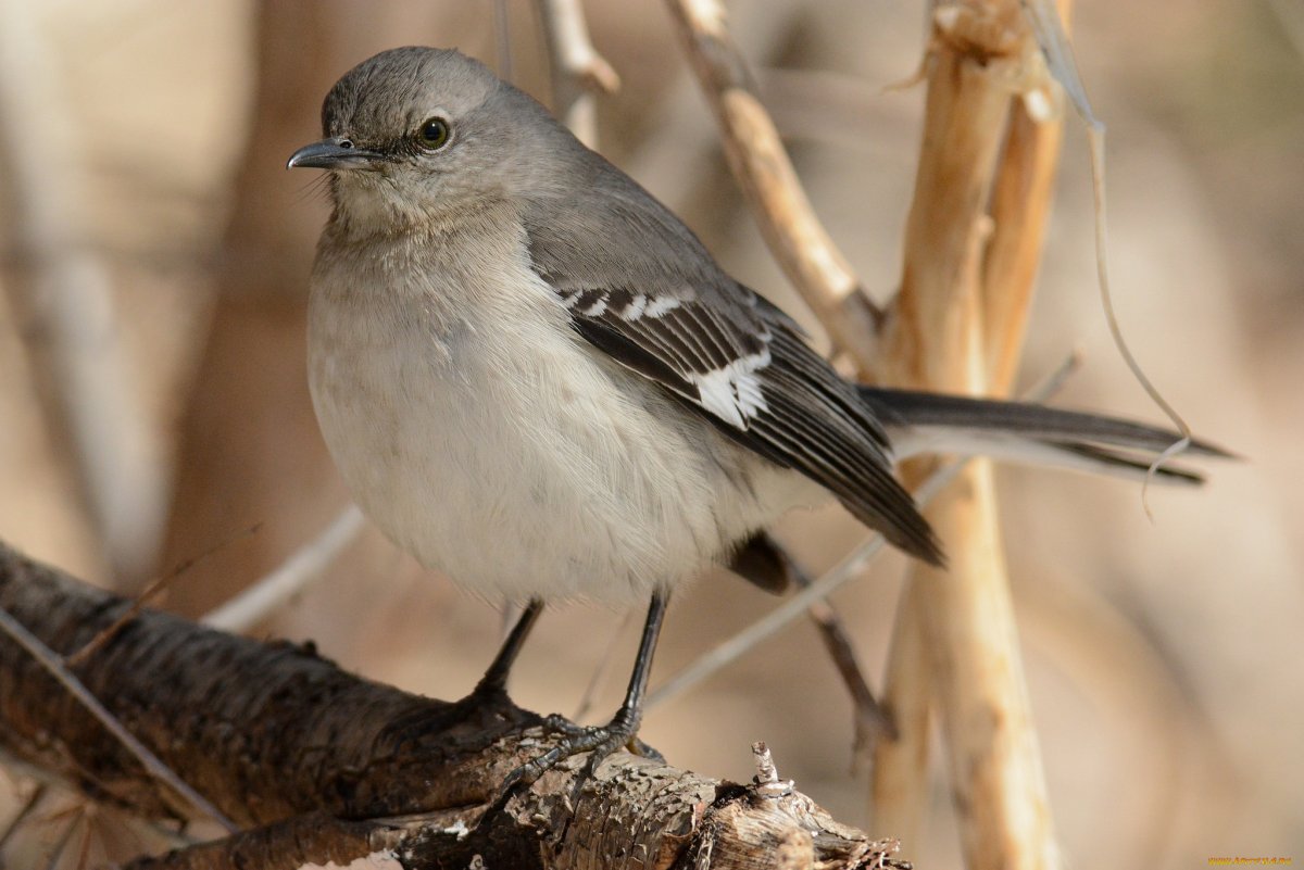 Серая птица