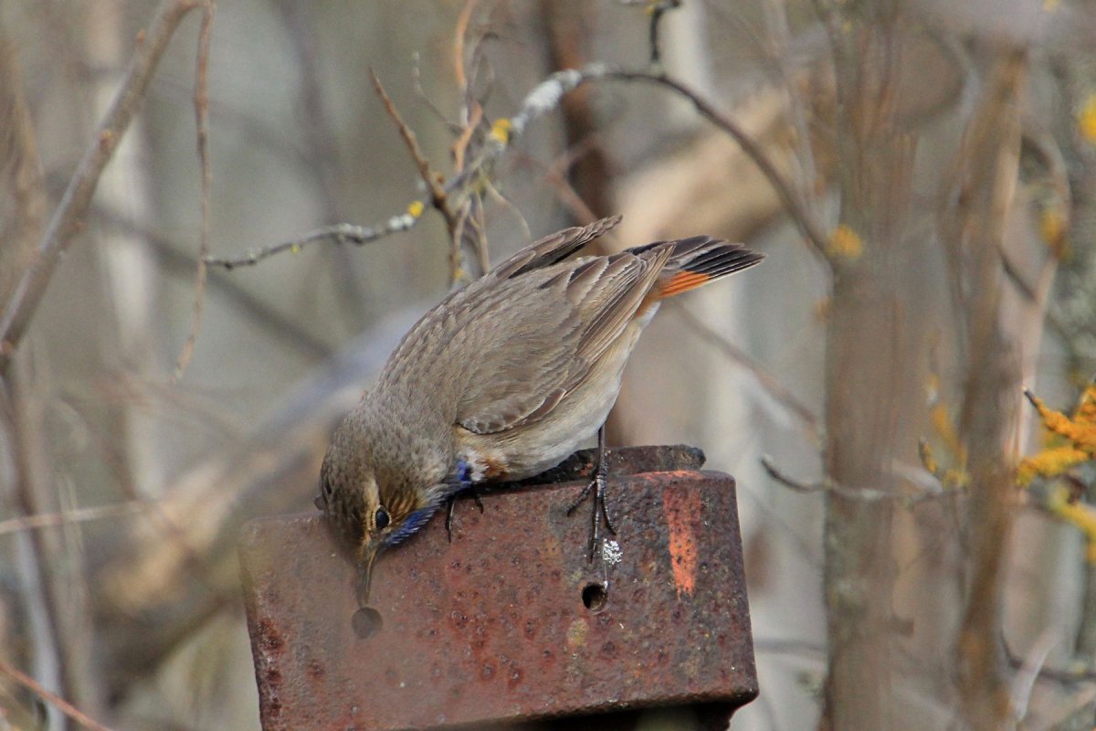Шведский Соловей