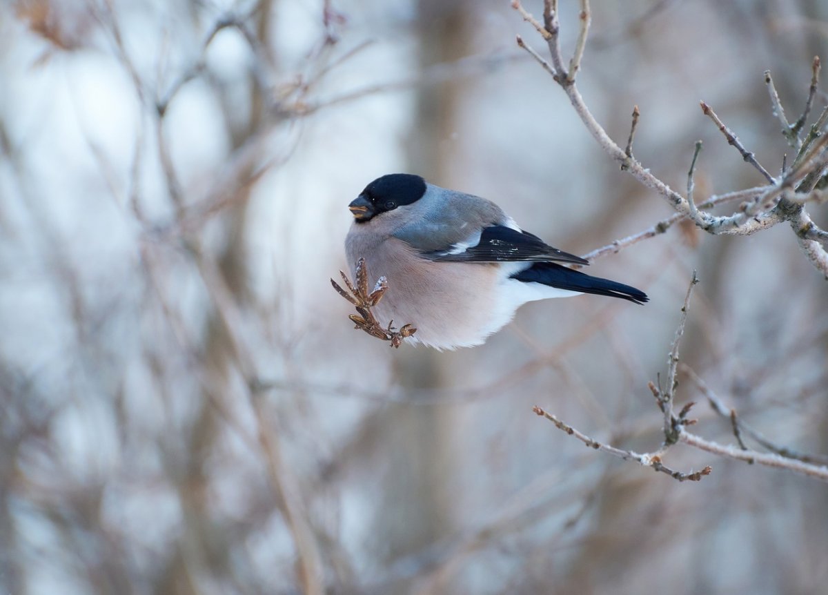 Снегирь самка