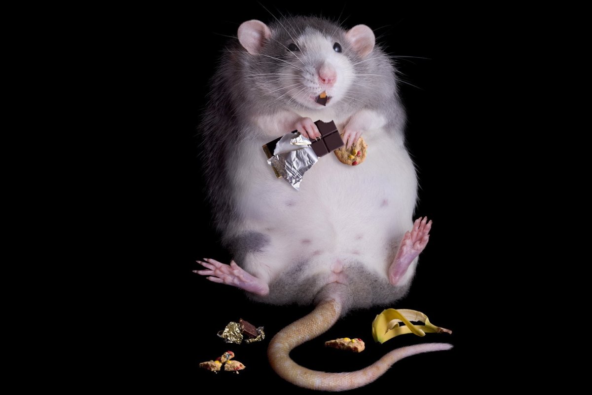 Смешные крысы