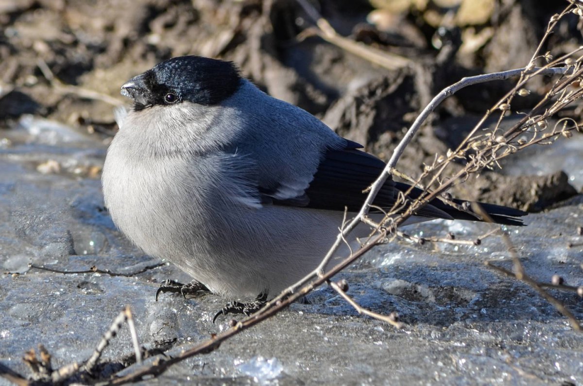 Серый Снегирь