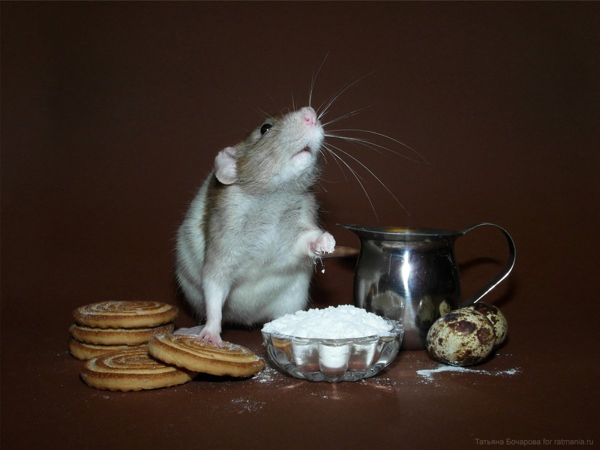 Доброе утро крыска