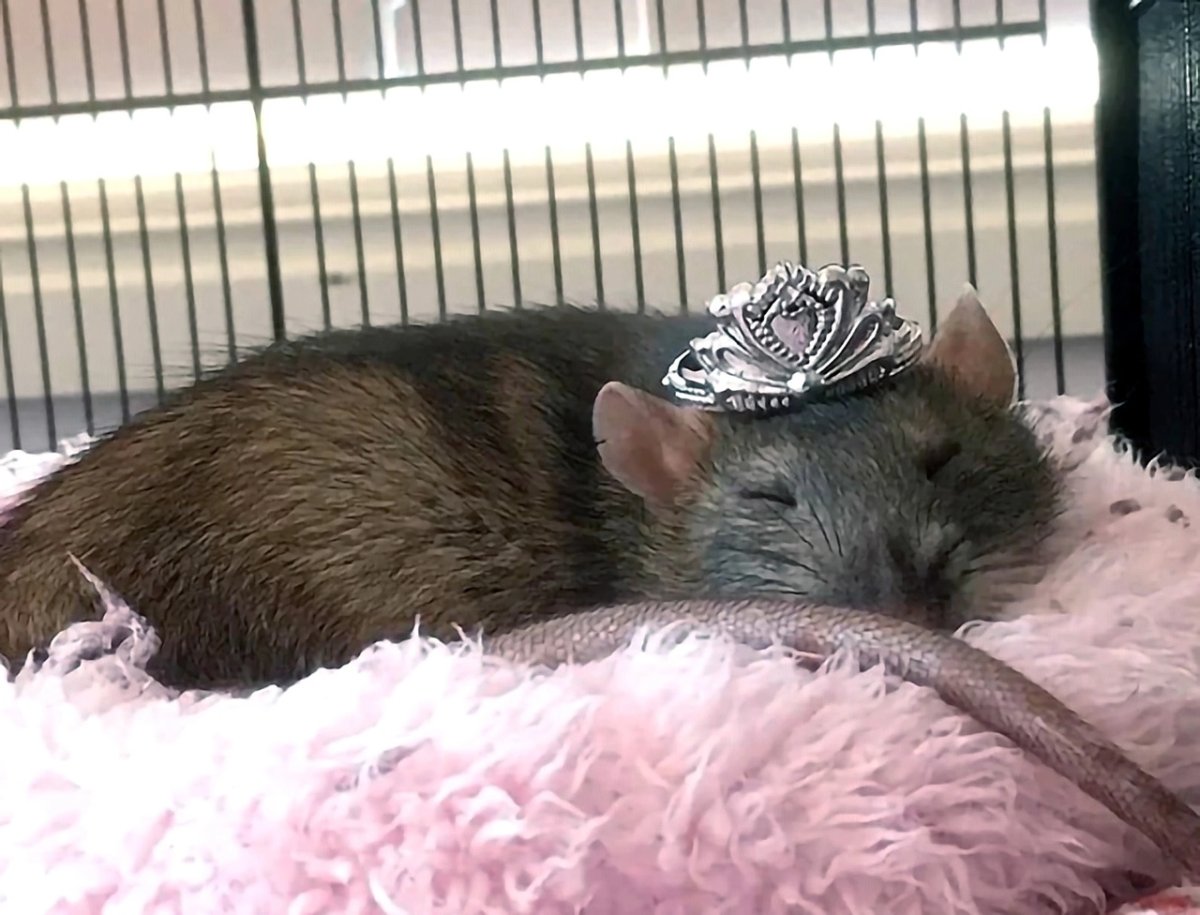 Мышь в душе