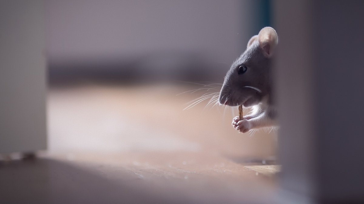 Мышка выглядывает