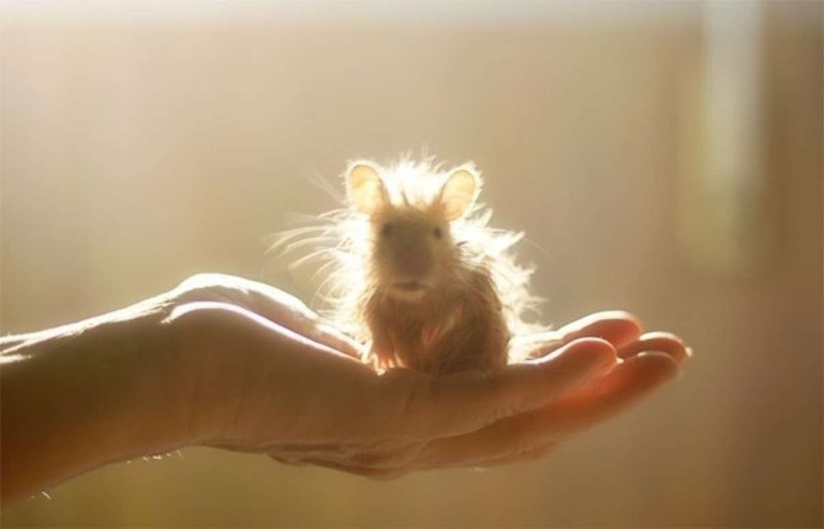 Доброе утро хомячок