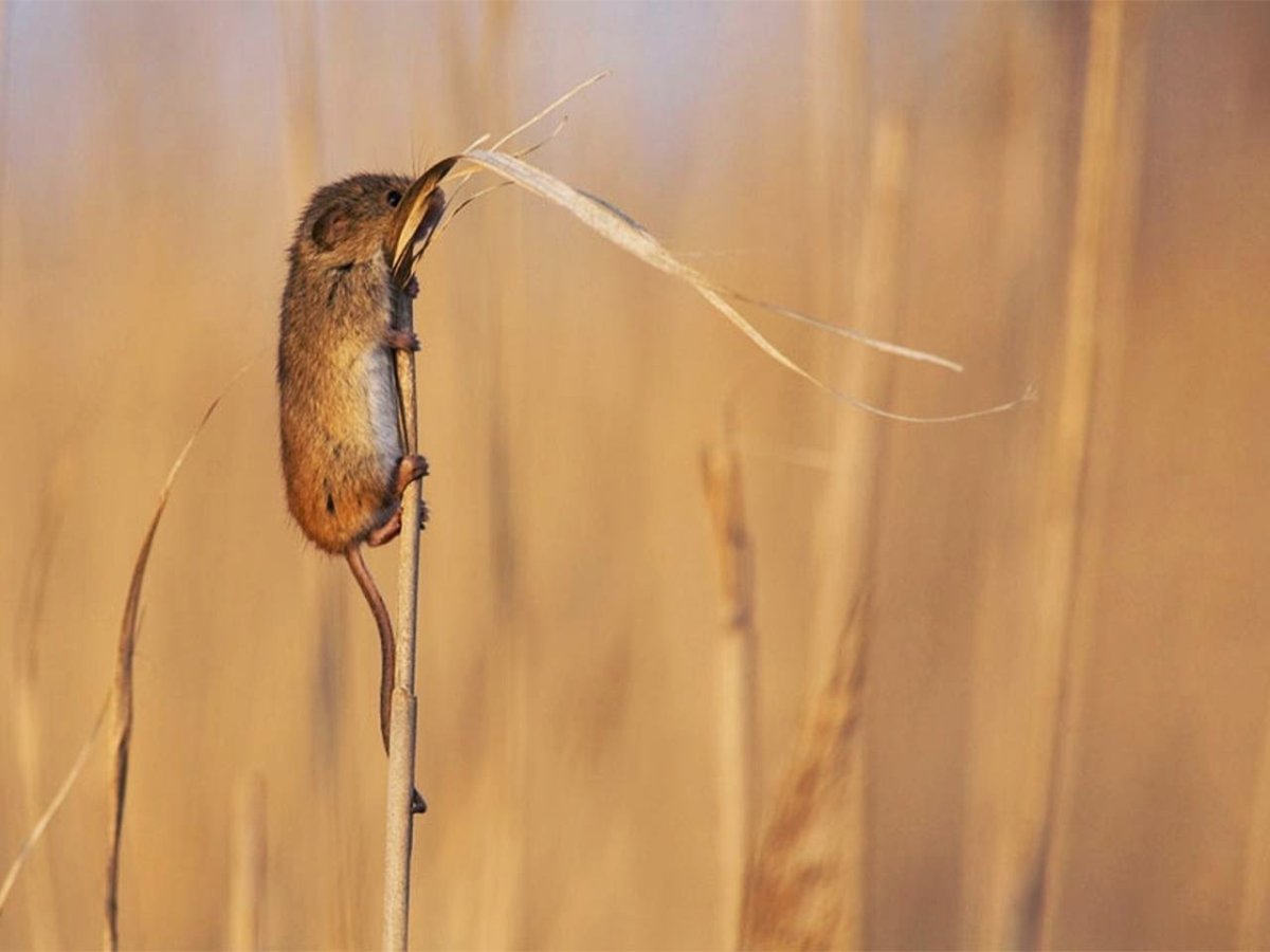 Мышь Малютка