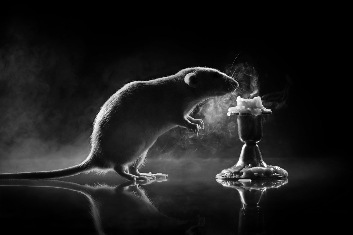 Забавные крысы