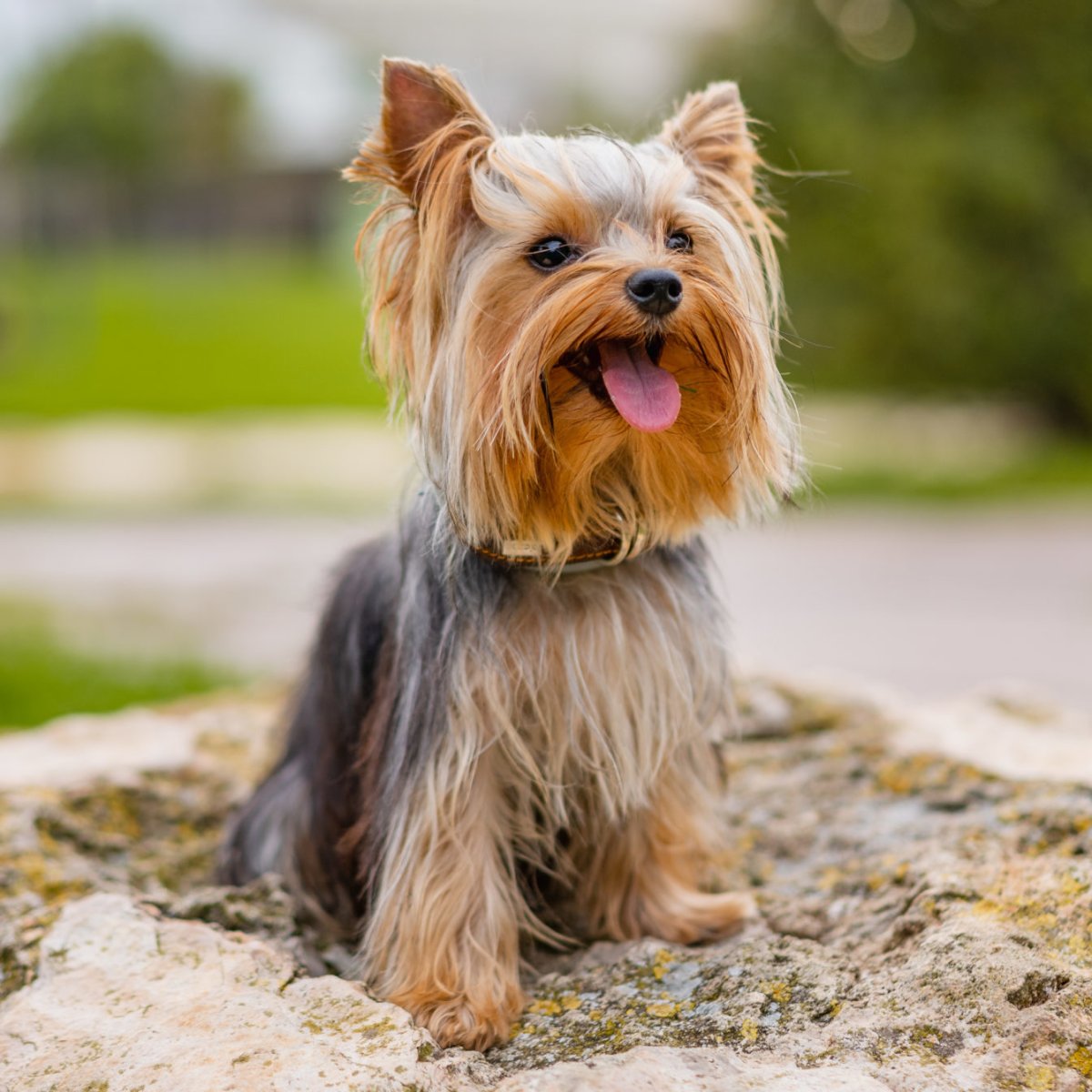 Порода собаки очень игривая