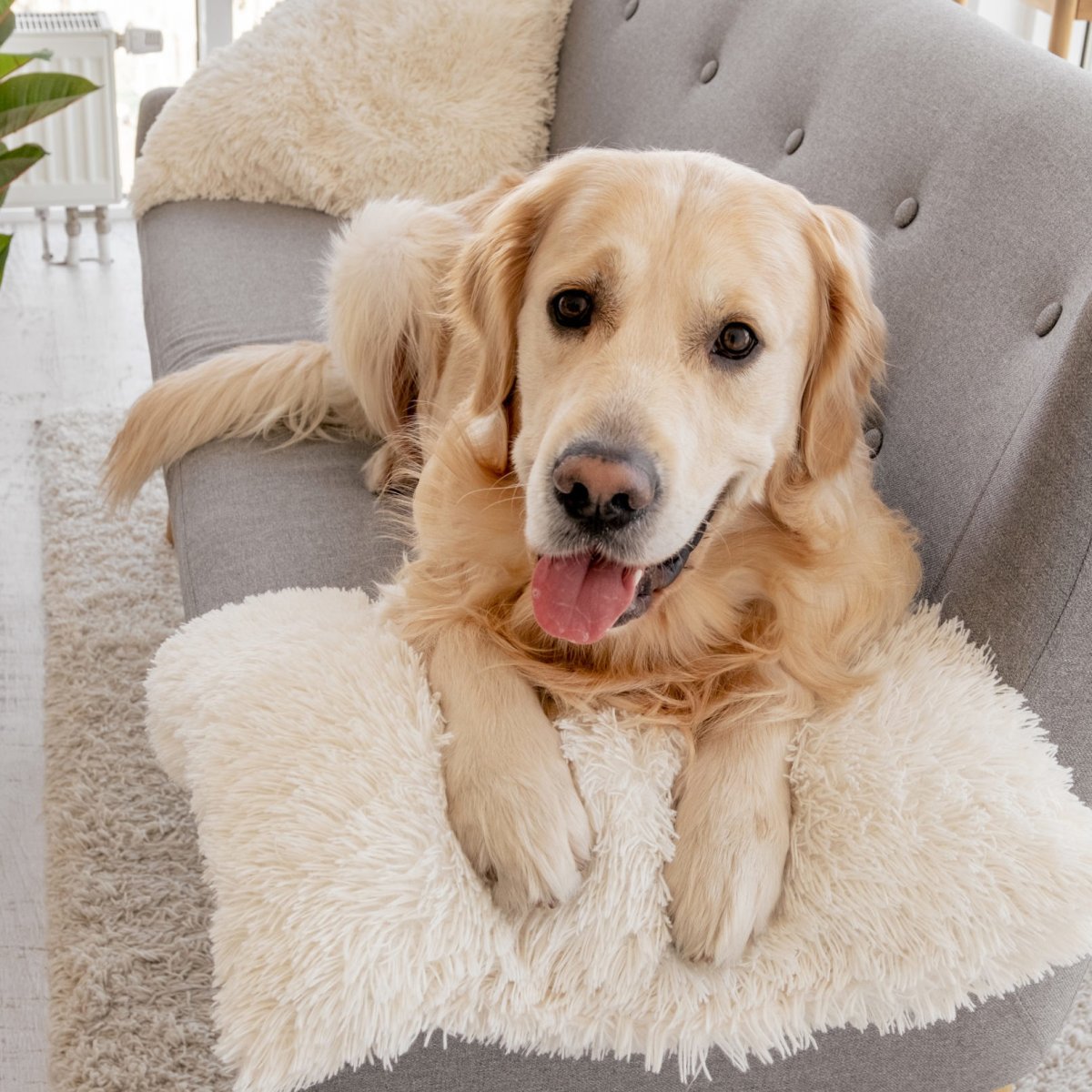 Игривые породы собак