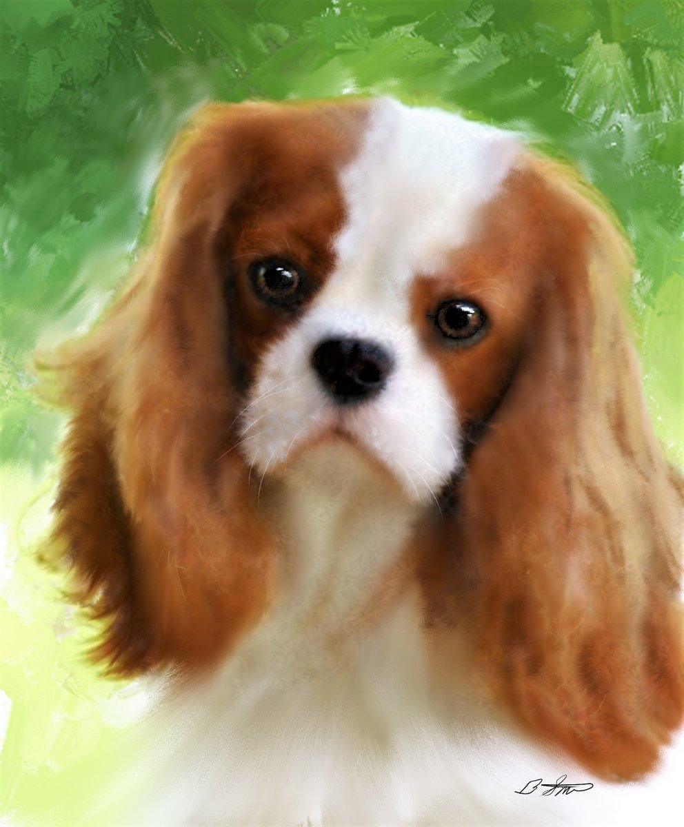 Кавалер Кинг Чарльз спаниель маленький