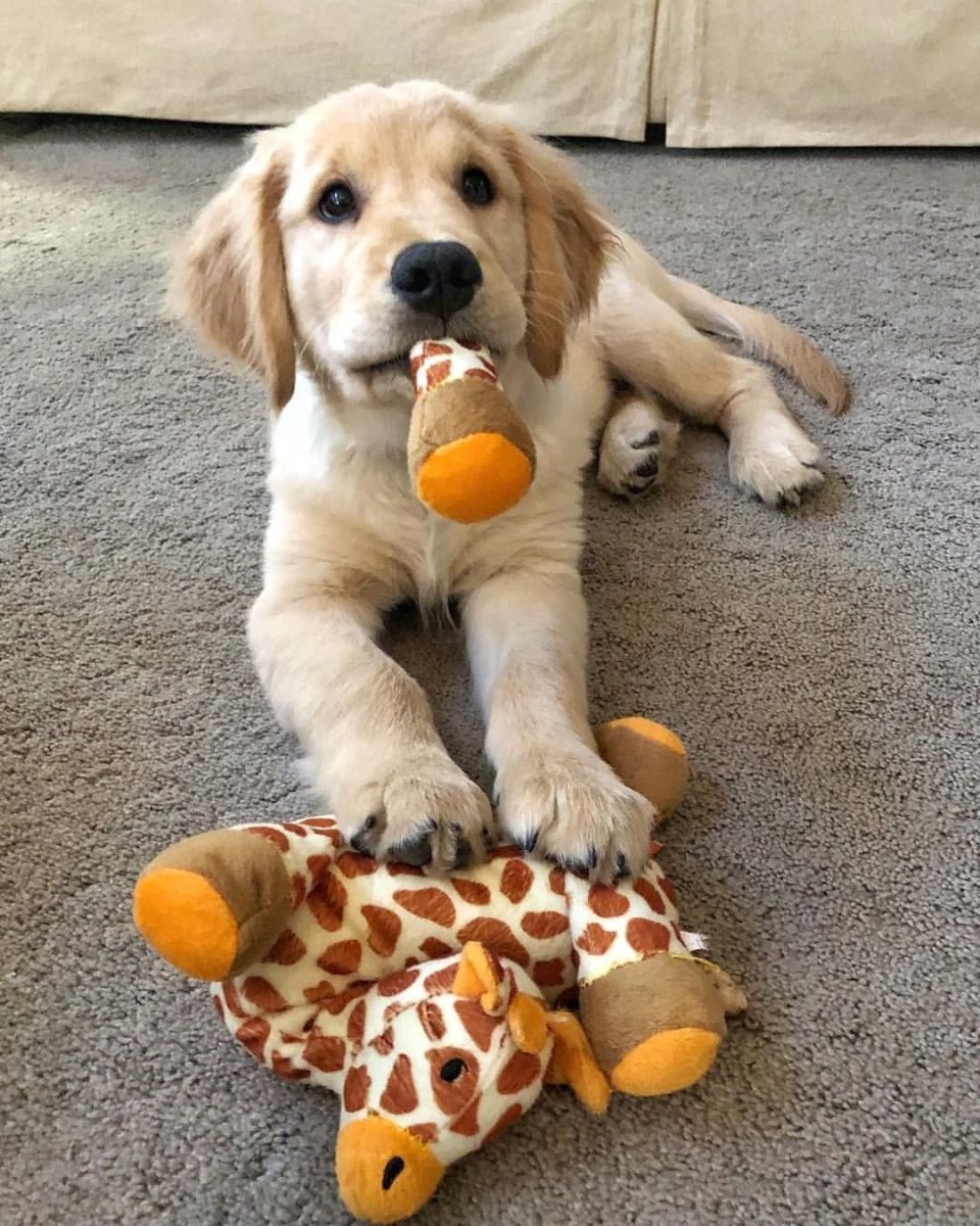 Фермерская собака