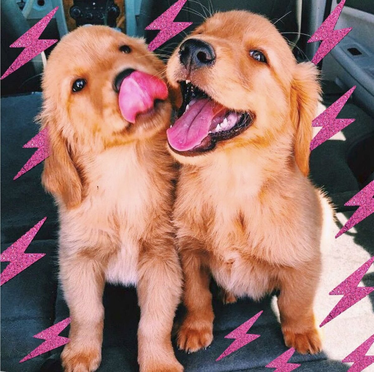 Забавный щенок