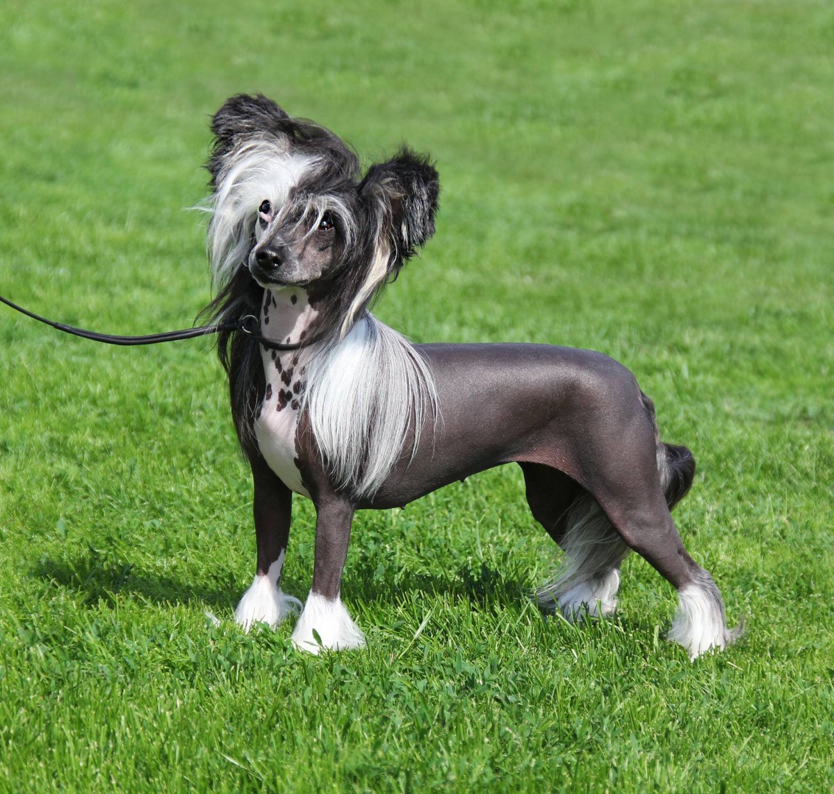 Прайтор порода собак