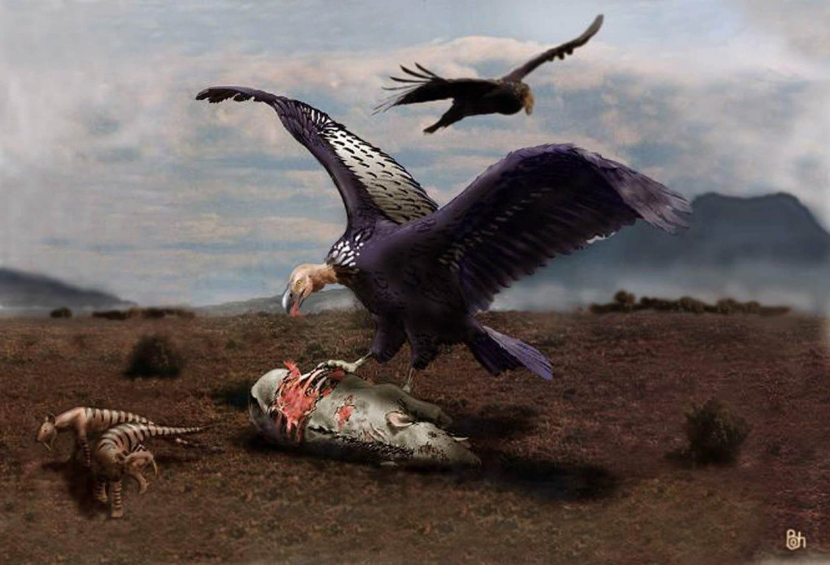 Аргентавис Магнифиценс